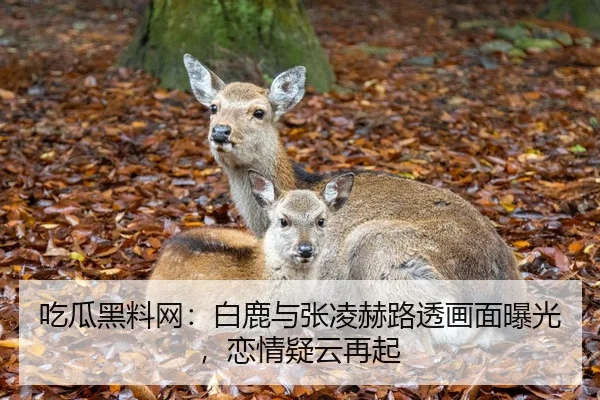 吃瓜黑料网：白鹿与张凌赫路透画面曝光，恋情疑云再起